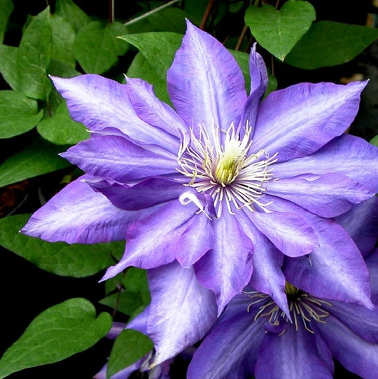 Clematis Daniel Deronda