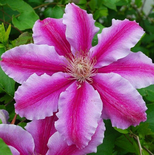 Clematis Dr. Ruppel