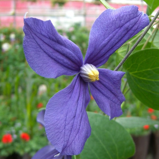 Clematis Integrifolia Durandii