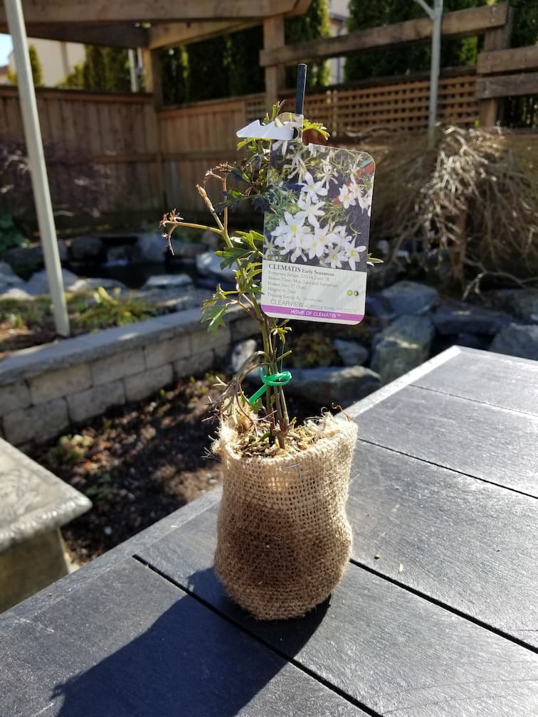 Clematis Early Sensation