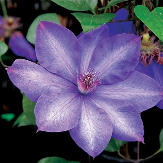 Clematis Elsa Spath