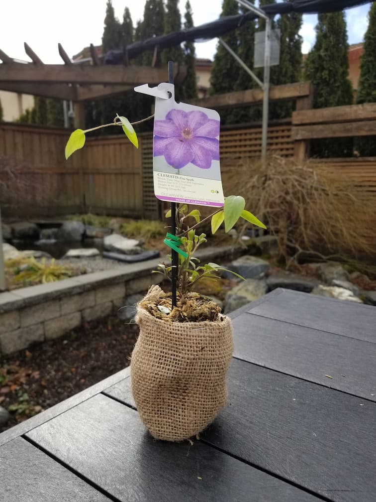 Clematis Elsa Spath