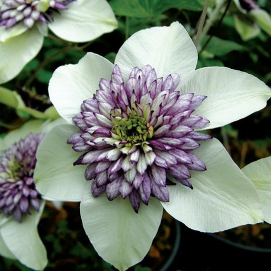 Clematis Florida Sieboldii