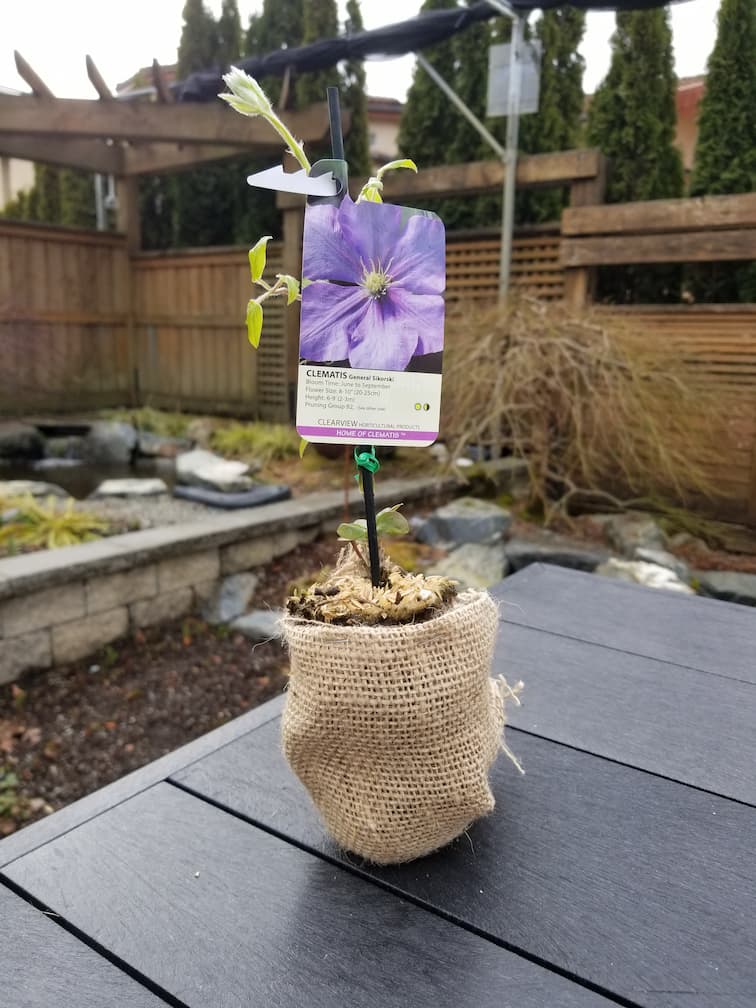 Clematis General Sikorski