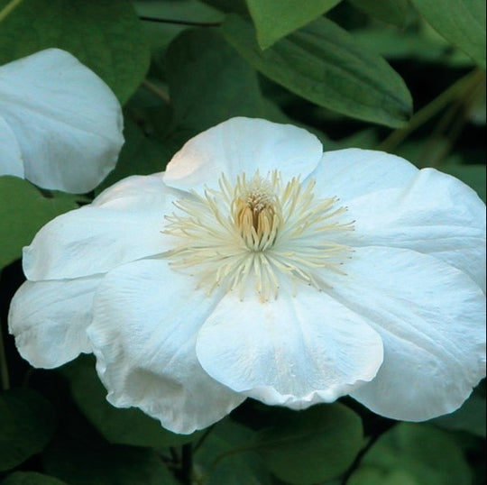 Clematis Guernsey Cream