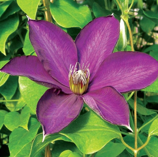 Clematis Guiding Star