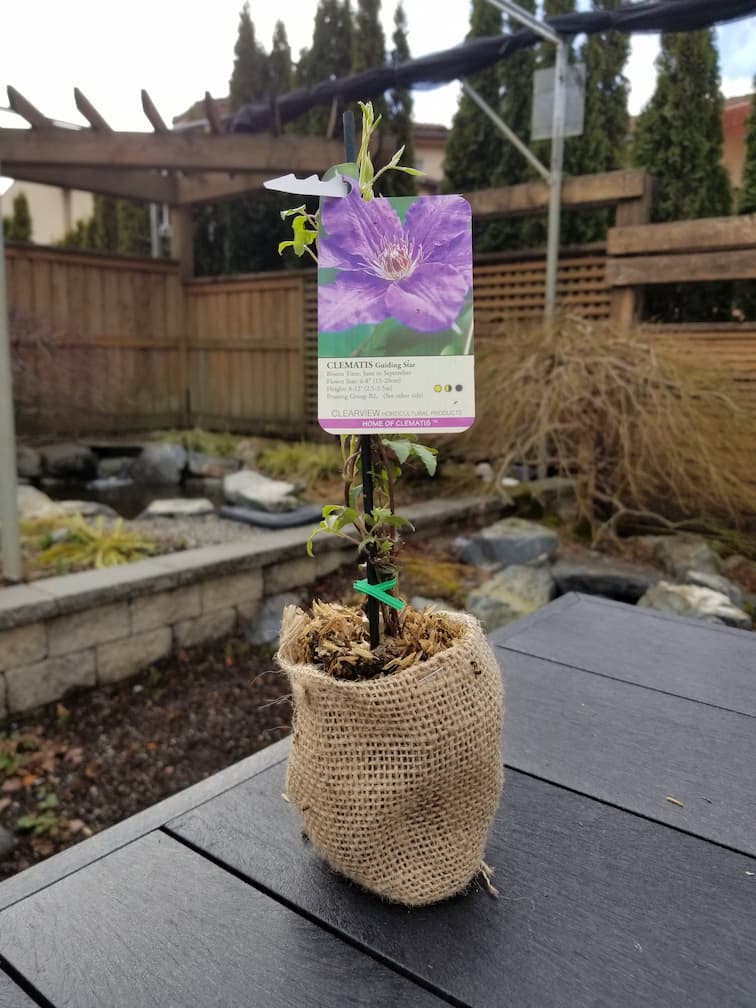 Clematis Guiding Star