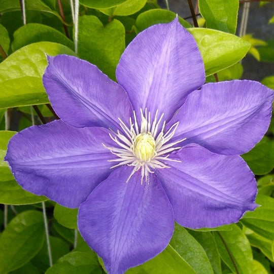 Clematis H. F. Young