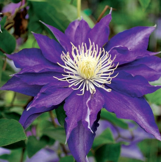 Clematis Haku Ookan