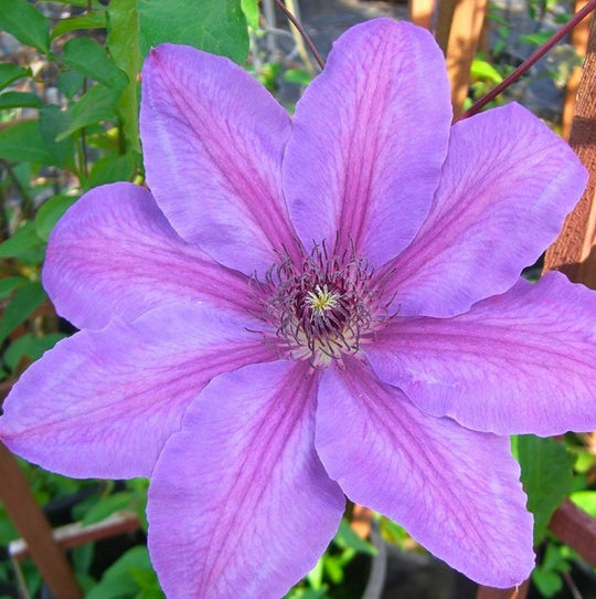 Clematis Horn of Plenty