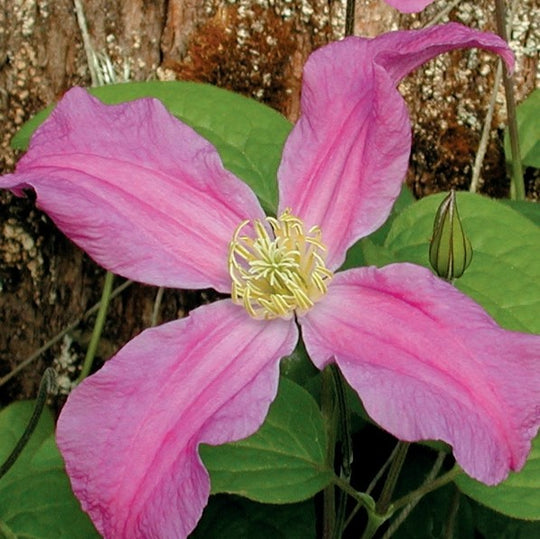 Clematis Inspiration