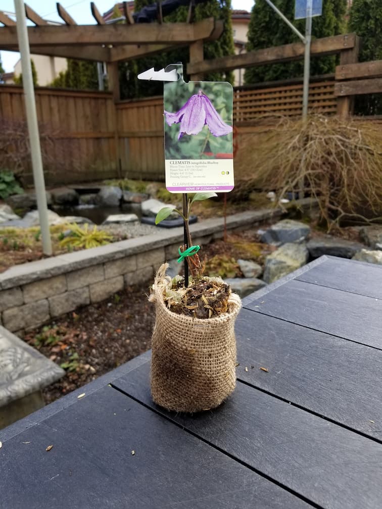 Clematis Integrifolia Blue Boy