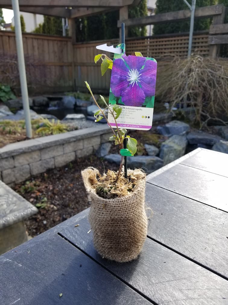 Clematis Jackmanii Superba