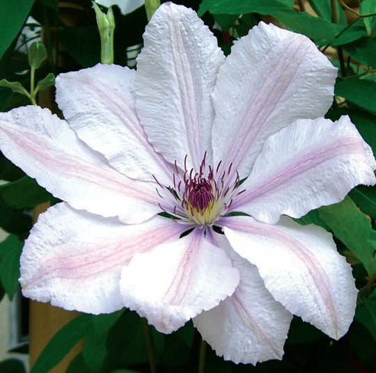 Clematis John Paul II