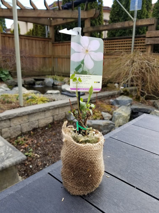 Clematis John Paul II