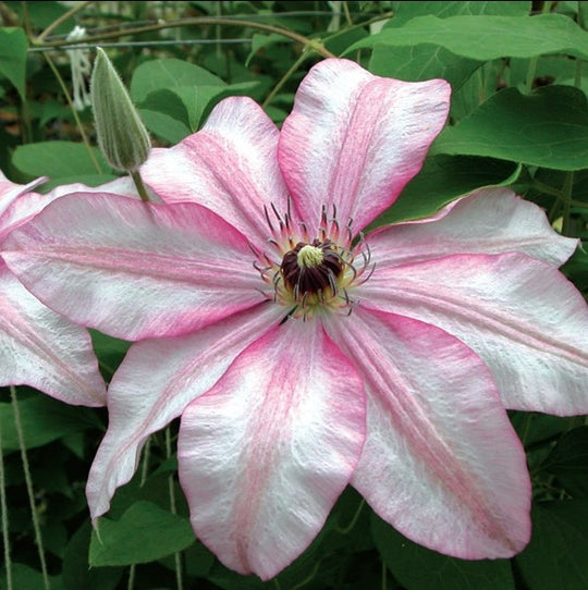 Clematis John Warren