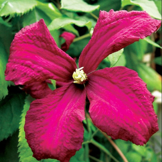 Clematis Madame Julia Correvon