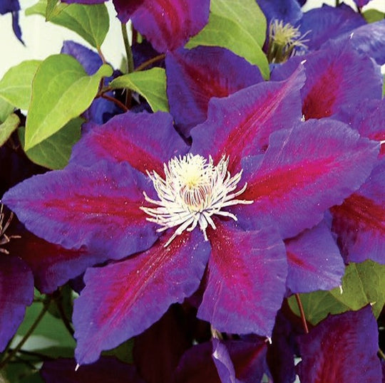 Clematis Julka