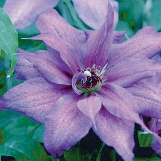 Clematis Kathleen Dunford