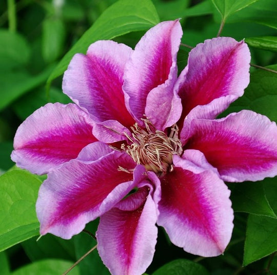 Clematis Kilian Donachue