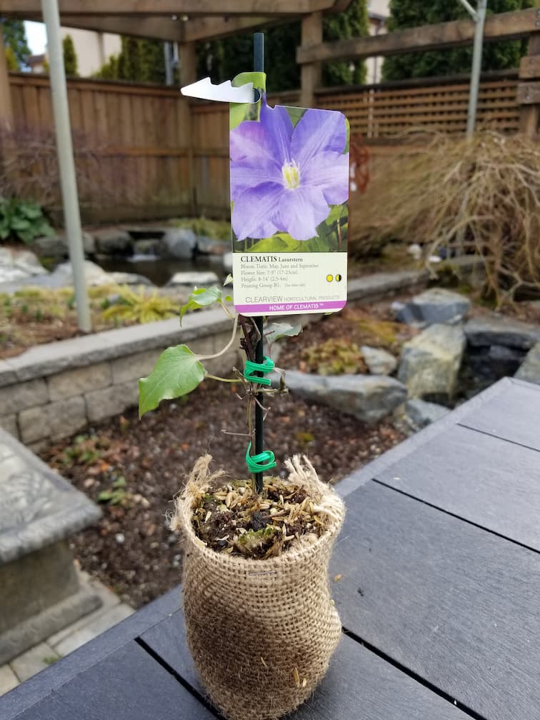 Clematis Lasurstern