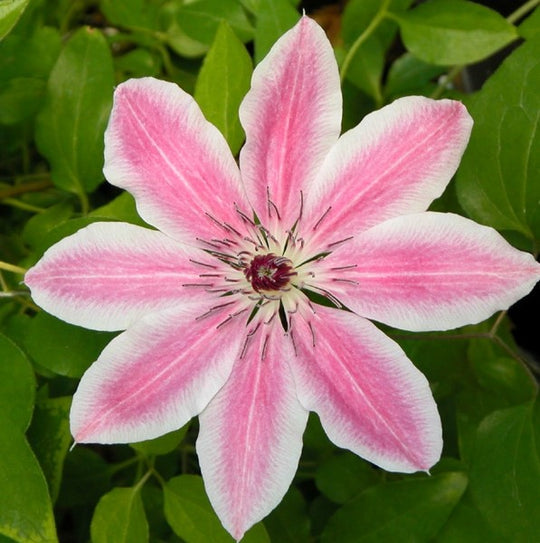 Clematis Lincoln Star