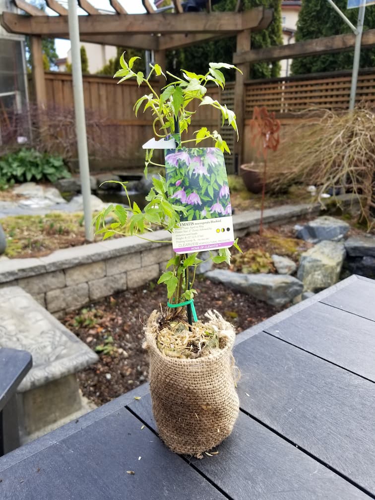 Clematis Macropetala Bluebird