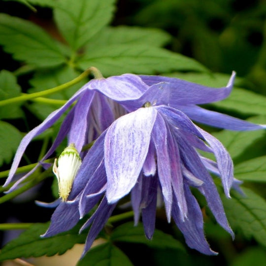 Clematis Macropetala Lagoon