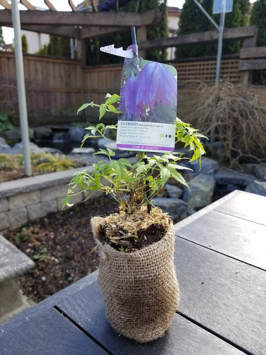 Clematis Macropetala Lagoon