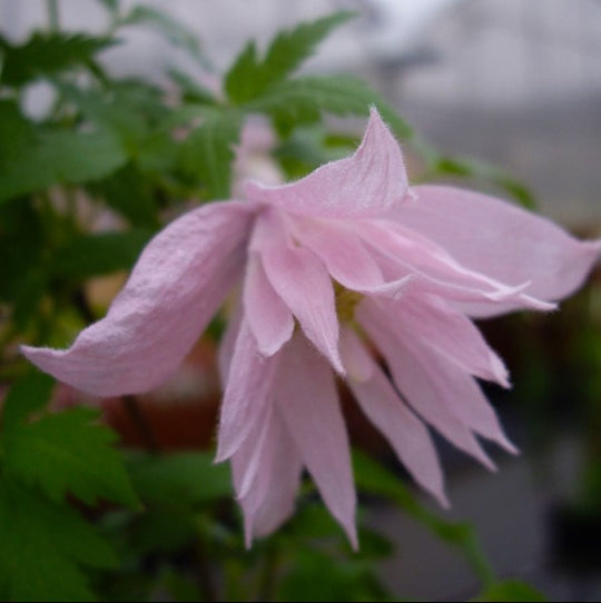 Clematis Macropetala Markham Pink