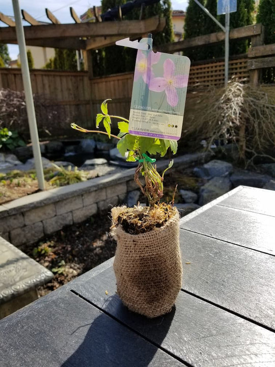 Clematis Montana Fragrant Spring