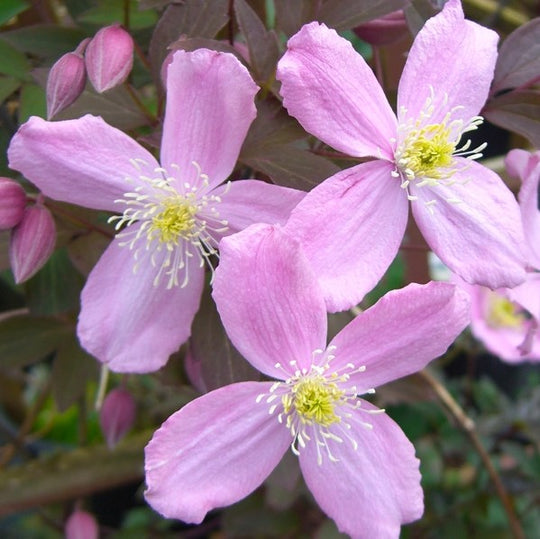 Clematis Montana Fragrant Spring