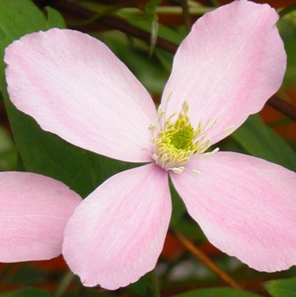 Clematis Montana Rubens