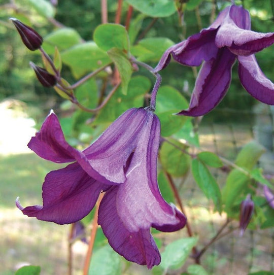 Clematis Integrifolia Pamiat Serdtsa