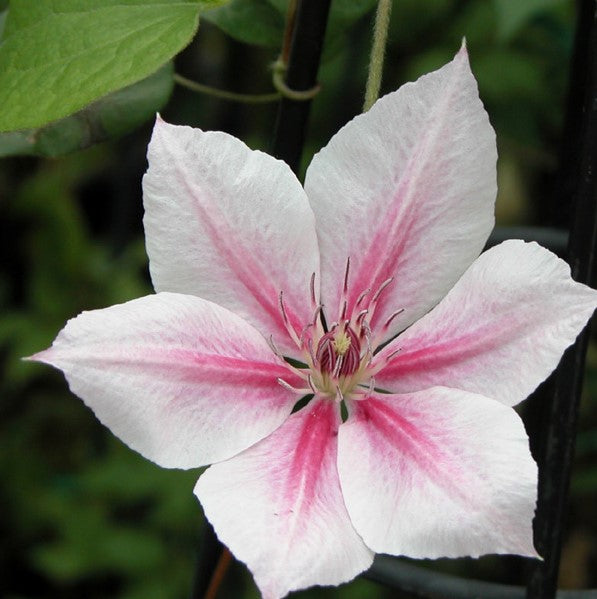 Clematis Pink Fantasy