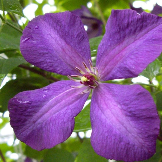 Clematis Viticella Polish Spirit