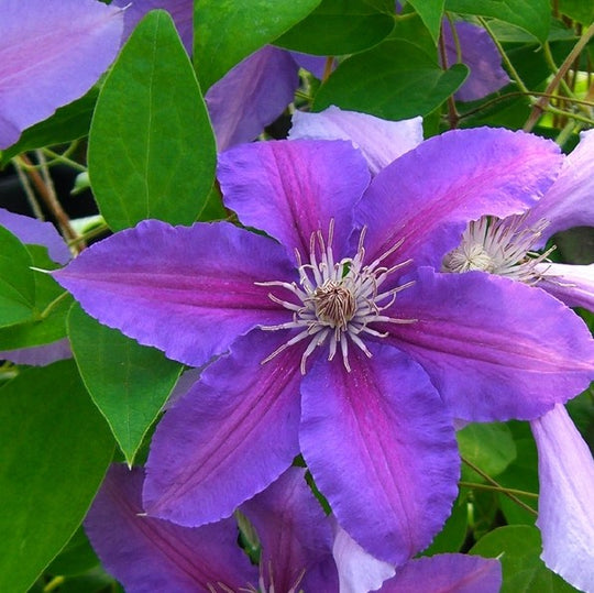 Clematis Prince Phillip