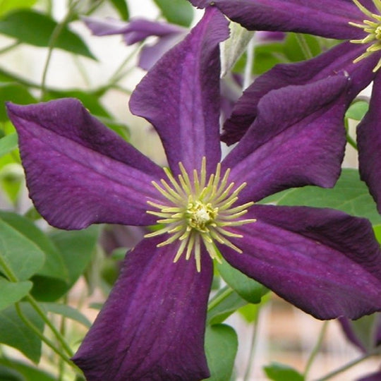 Clematis Romantica