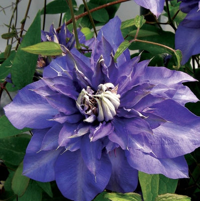 Clematis Royalty