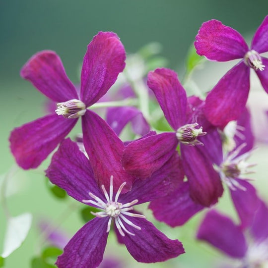 Clematis Sweet Summer Love