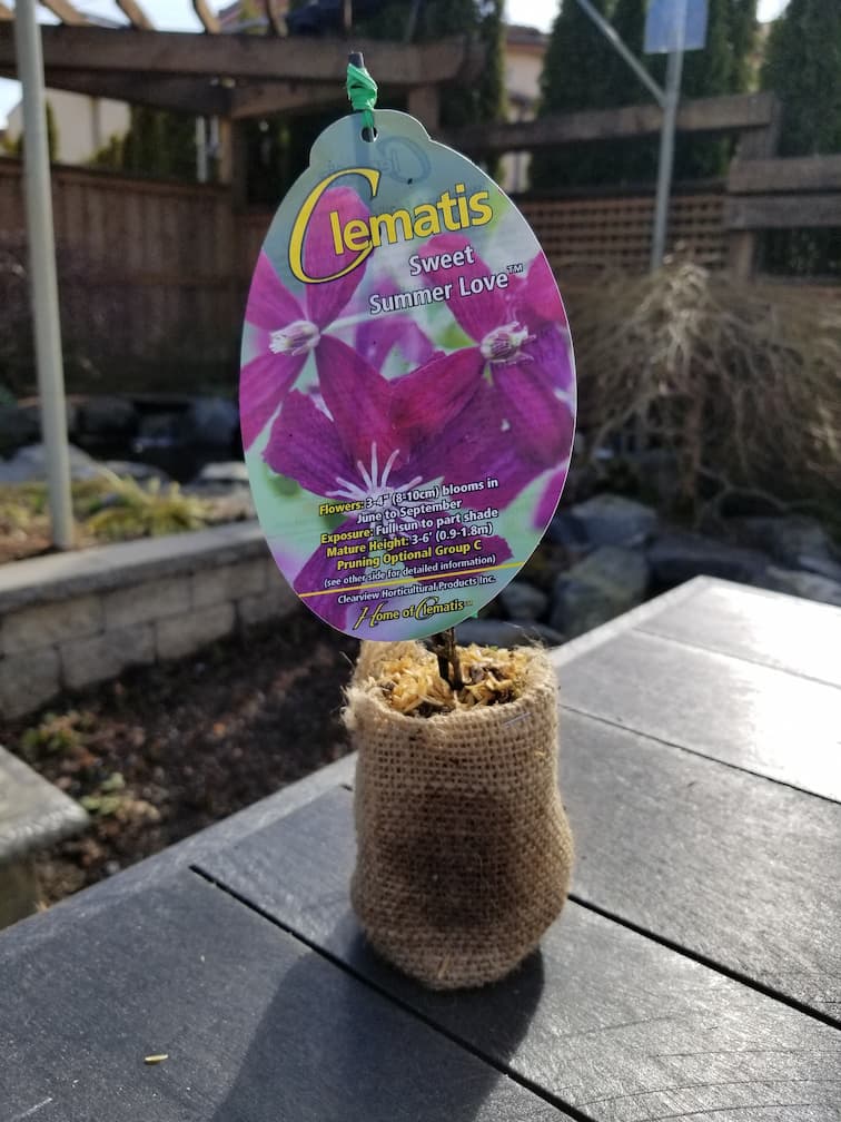 Clematis Sweet Summer Love