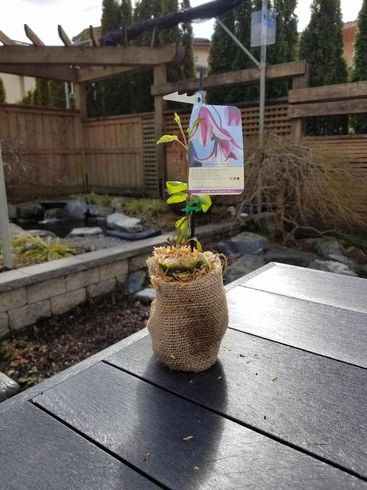 Clematis Texensis Pagoda