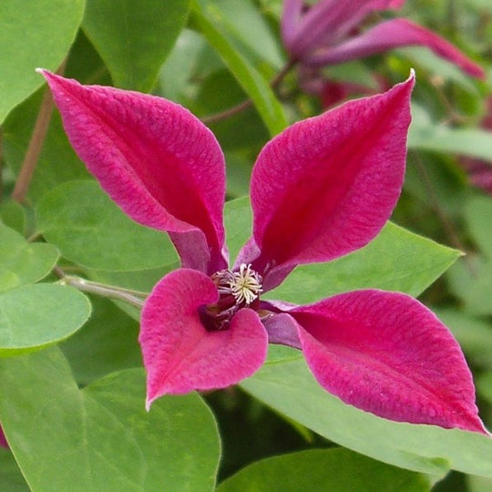Clematis Texensis Gravetye Beauty
