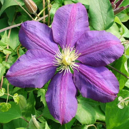 Clematis The Vagabond