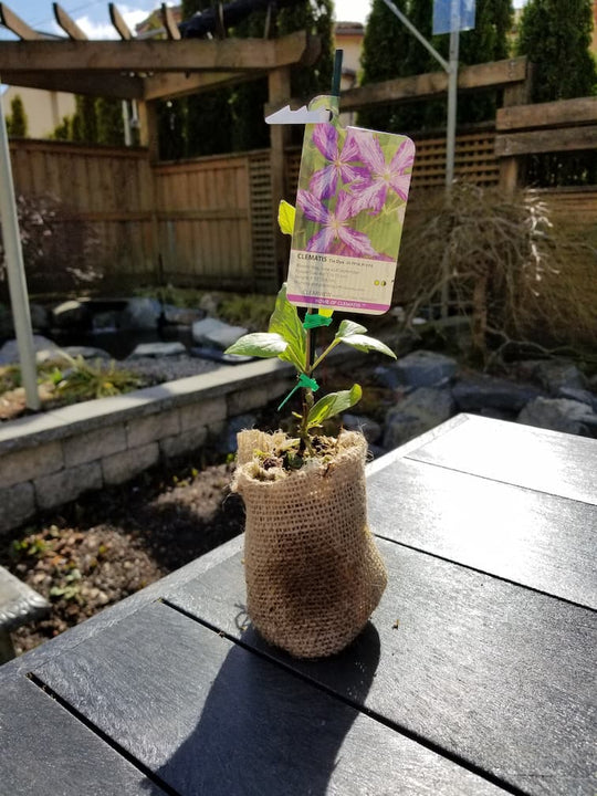 Clematis Tie Dye