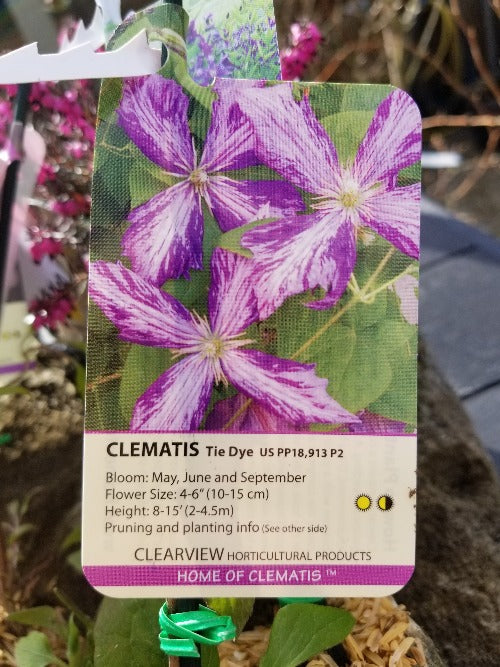 Clematis Tie Dye