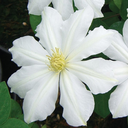 Clematis Toki