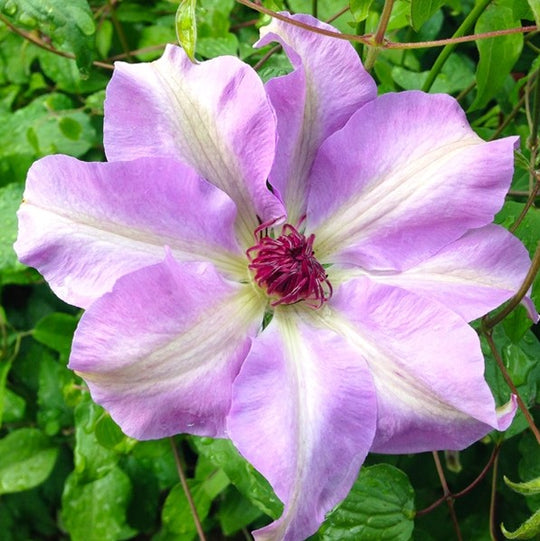 Clematis Vancouver Daybreak