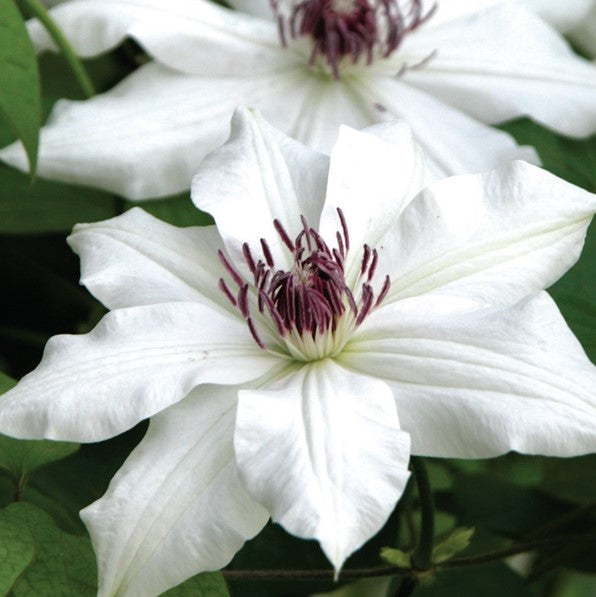 Clematis Vancouver Fragrant Star