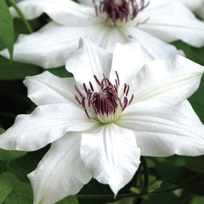Clematis Vancouver Fragrant Star